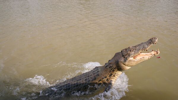 Crocodilo em rio - Sputnik Brasil