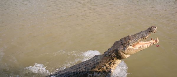 Crocodilo em rio - Sputnik Brasil