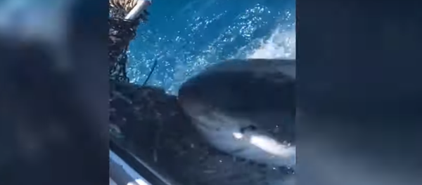 Tubarão morde rede de pesca - Sputnik Brasil