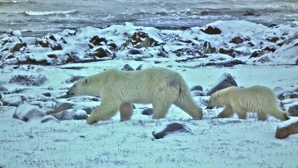 Ursa polar com seu filhote - Sputnik Brasil