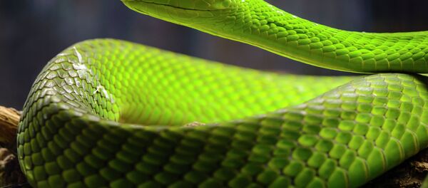 Mamba-verde-oriental (imagem referencial) - Sputnik Brasil