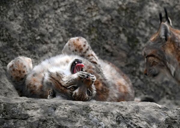 Um lince no Jardim Zoológico de Moscou - Sputnik Brasil