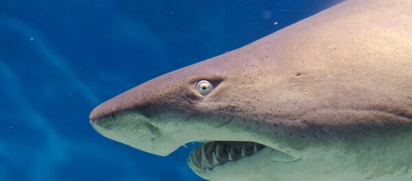 Tubarão-touro - Sputnik Brasil