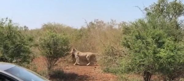 Roubo relâmpago: leoa conquista refeição em 10 segundos - Sputnik Brasil