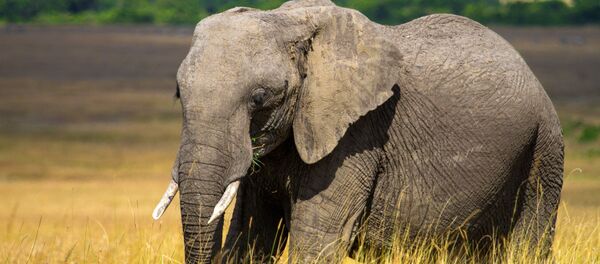 Elefante na reserva nacional Masai Mara, no Quênia (imagem referencial) - Sputnik Brasil