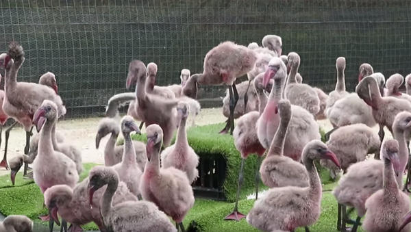 Filhotes de flamingo em centro de reabilitação - Sputnik Brasil