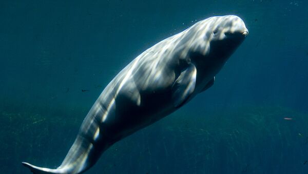 Baleia beluga (archivo) - Sputnik Brasil