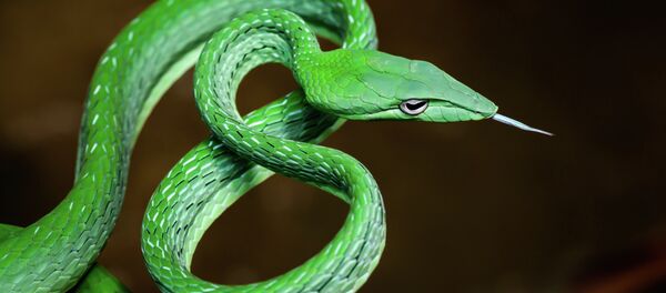Cobra-verde-da-videira - Sputnik Brasil