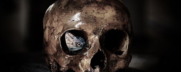 Crânio (imagem referencial) Crânio (imagem referencial) - Sputnik Brasil