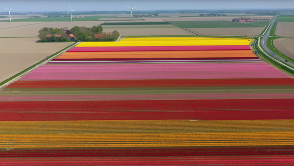Drone captura lindas imagens de campos de tulipas na Holanda - Sputnik Brasil