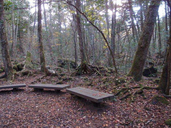 Floresta de Aokigahara, conhecida como Floresta dos Suicidas, é um bosque de 38km² situado na base noroeste do monte Fuji, no Japão, considerado amaldiçoado por séculos - Sputnik Brasil