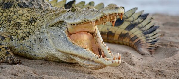 Crocodilo (imagem referencial) Crocodilo (imagem referencial) - Sputnik Brasil