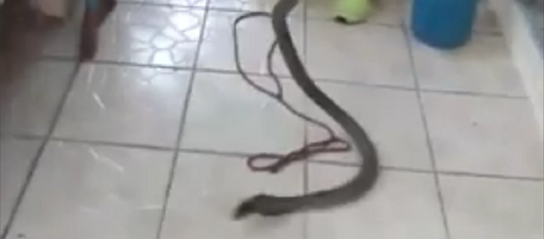 Cobra venenosa - Sputnik Brasil