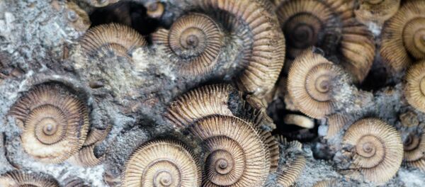 Amonite Amonite - Sputnik Brasil