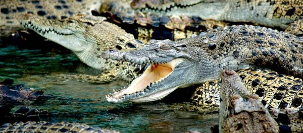 Crocodilos na Austrália - Sputnik Brasil