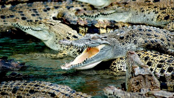 Crocodilos na Austrália - Sputnik Brasil