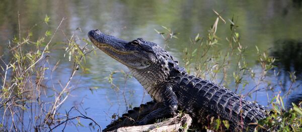 Jacaré na Flórida - Sputnik Brasil