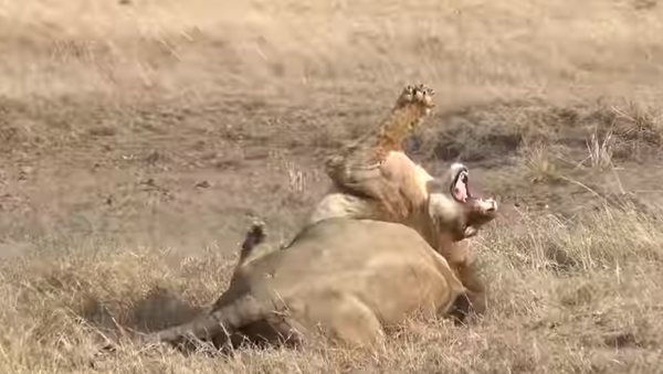 Leão dominante ataca jovem felino - Sputnik Brasil