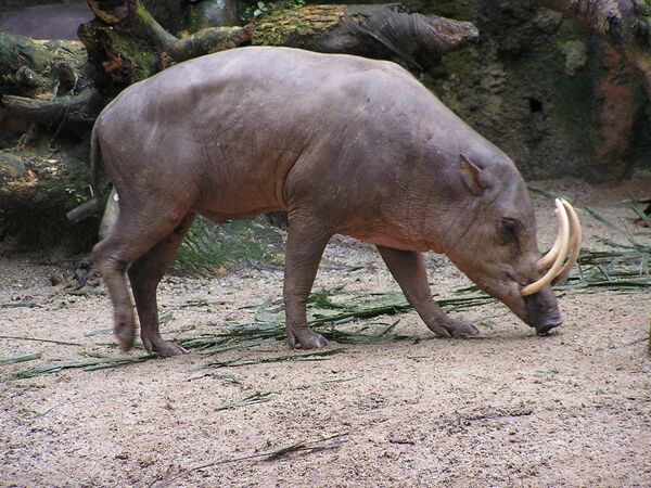 Babirussa é uma espécie de mamífero, endêmica da Indonésia - Sputnik Brasil