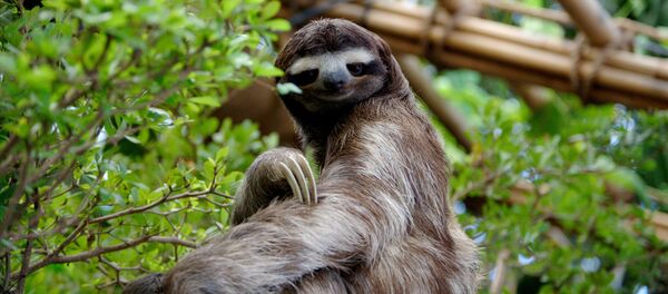 Preguiça-de-três-dedos é uma espécie de bicho-preguiça. Habita o continente americano, sua distribuição natural estende-se da América Central à América do Sul - Sputnik Brasil