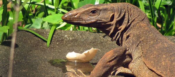 Lagarto - Sputnik Brasil