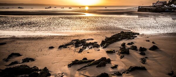 Floresta pré-histórica de 4.500 anos reaparece no Reino Unido - Sputnik Brasil