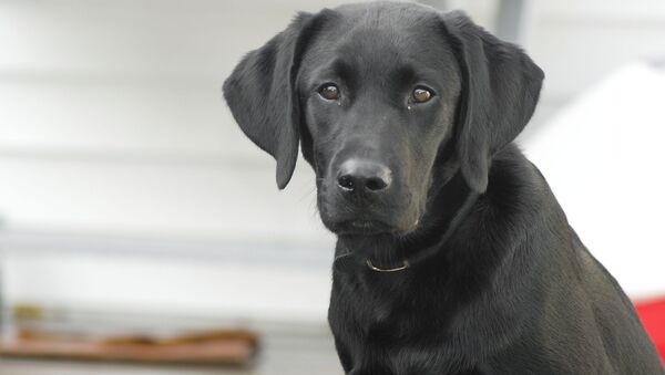 Cão da raça Labrador retriever (imagem de arquivo) - Sputnik Brasil