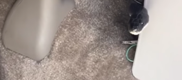 Cobra aparece dentro de carro em movimento - Sputnik Brasil