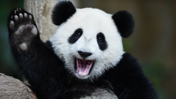 Panda no Zoológico Nacional em Kuala Lumpur, em 23 de agosto de 2016 (imagem de arquivo) - Sputnik Brasil