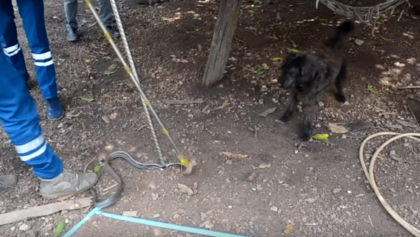 Cachorro perde paciência e decide resgatar cobra - Sputnik Brasil