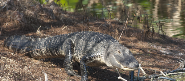Jacaré (imagem referencial) - Sputnik Brasil