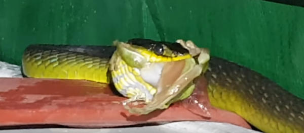 Serpente come rã Serpente come rã - Sputnik Brasil