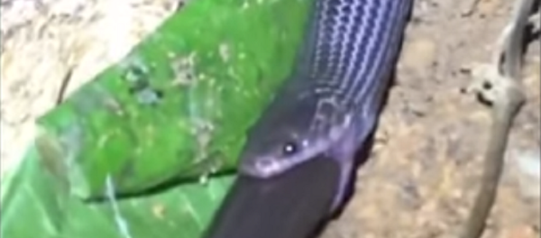 Cobra engole-lagarto - Sputnik Brasil