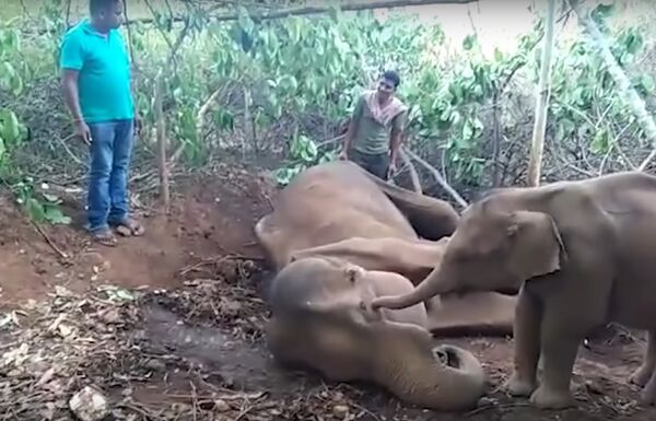 Autoridades indianas resgatam elefante que caiu em um poço - Sputnik Brasil