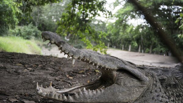 Crocodilo numa fazenda em San Manuel Cortes, norte de Honduras - Sputnik Brasil