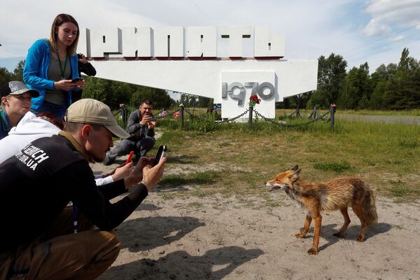 Visitantes tiram fotos de uma raposa na cidade abandonada de Pripyat, perto da usina nuclear de Chernobyl, na Ucrânia, 2 de junho de 2019 - Sputnik Brasil