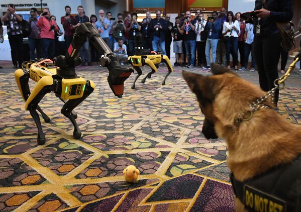 Cão K9 e robô Spot durante a conferência da Amazon, em Las Vegas, EUA - Sputnik Brasil