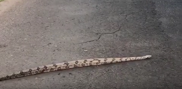 Jiboia em Avenida - Sputnik Brasil