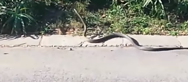 Cobra brigona Cobra brigona - Sputnik Brasil