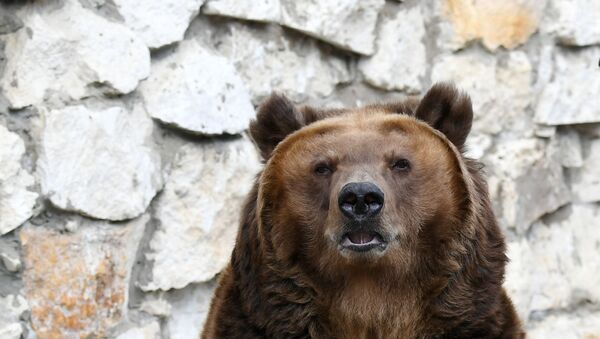 Urso pardo (imagem referencial)  - Sputnik Brasil