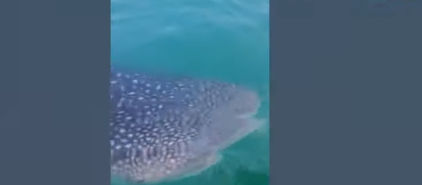 Turistas ficam empolgados ao verem enorme tubarão-baleia se aproximando do barco nas Filipinas - Sputnik Brasil