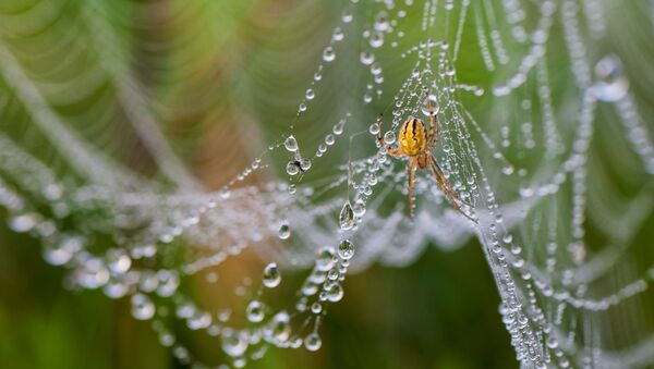 Aranha (imagem referencial) - Sputnik Brasil