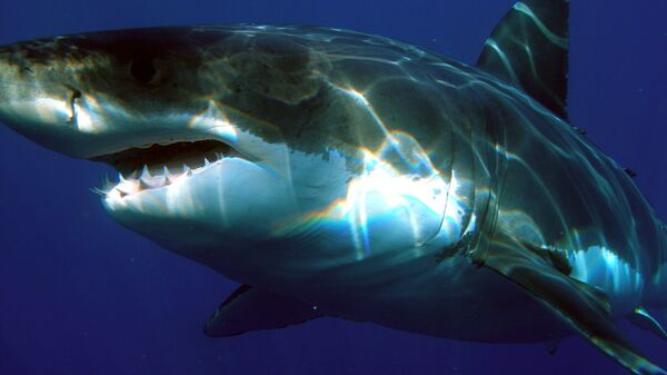 Tubarão-branco (imagem referencial)  - Sputnik Brasil