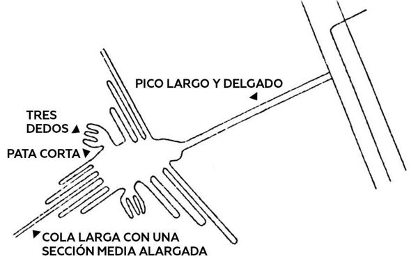 Cientistas trazem respostas sobre misteriosas aves gigantes de Nazca, no Peru (Fotos) Cientistas trazem respostas sobre misteriosas aves gigantes de Nazca, no Peru (Fotos) - Sputnik Brasil