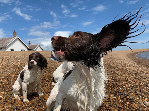 Cães brincam em praia britânica
 - Sputnik Brasil