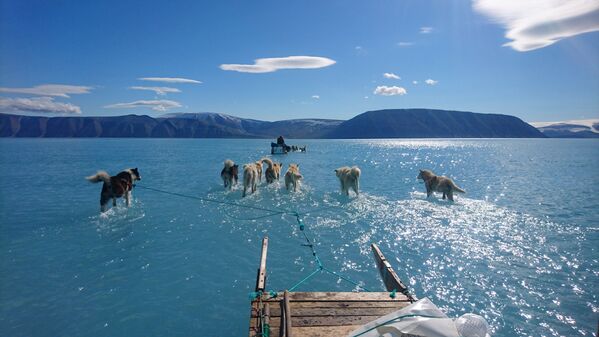 Cachorros puxam trenó sobre o gelo coberto por água na Groenlândia - Sputnik Brasil