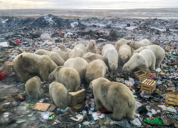 Ursos-polares buscam comida em monturo perto do povoado de Belushya Guba, no arquipélago de Novaya Zemlya - Sputnik Brasil