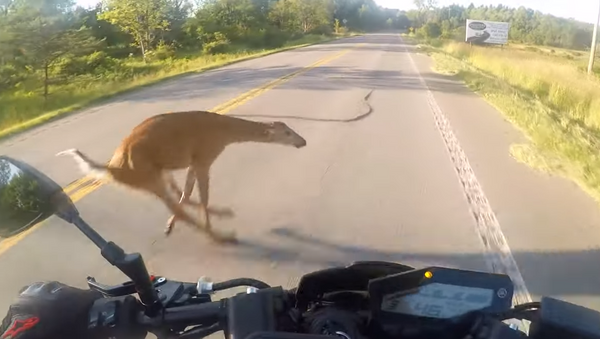 Motociclista choca contra cervo e os dois saem voando pelos ares - Sputnik Brasil