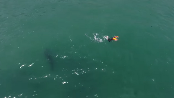 Nadador é perseguido por tubarão-branco na Califórnia - Sputnik Brasil