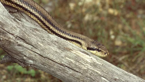 Serpente de quatro listras - Sputnik Brasil